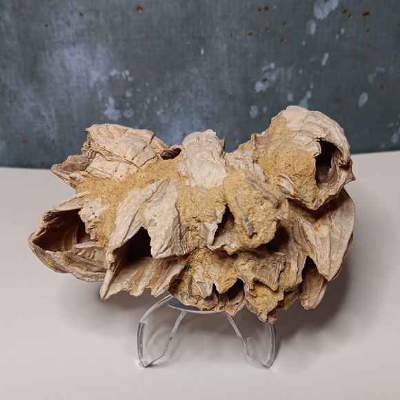 Other - Fossilized Barnacle Cluster